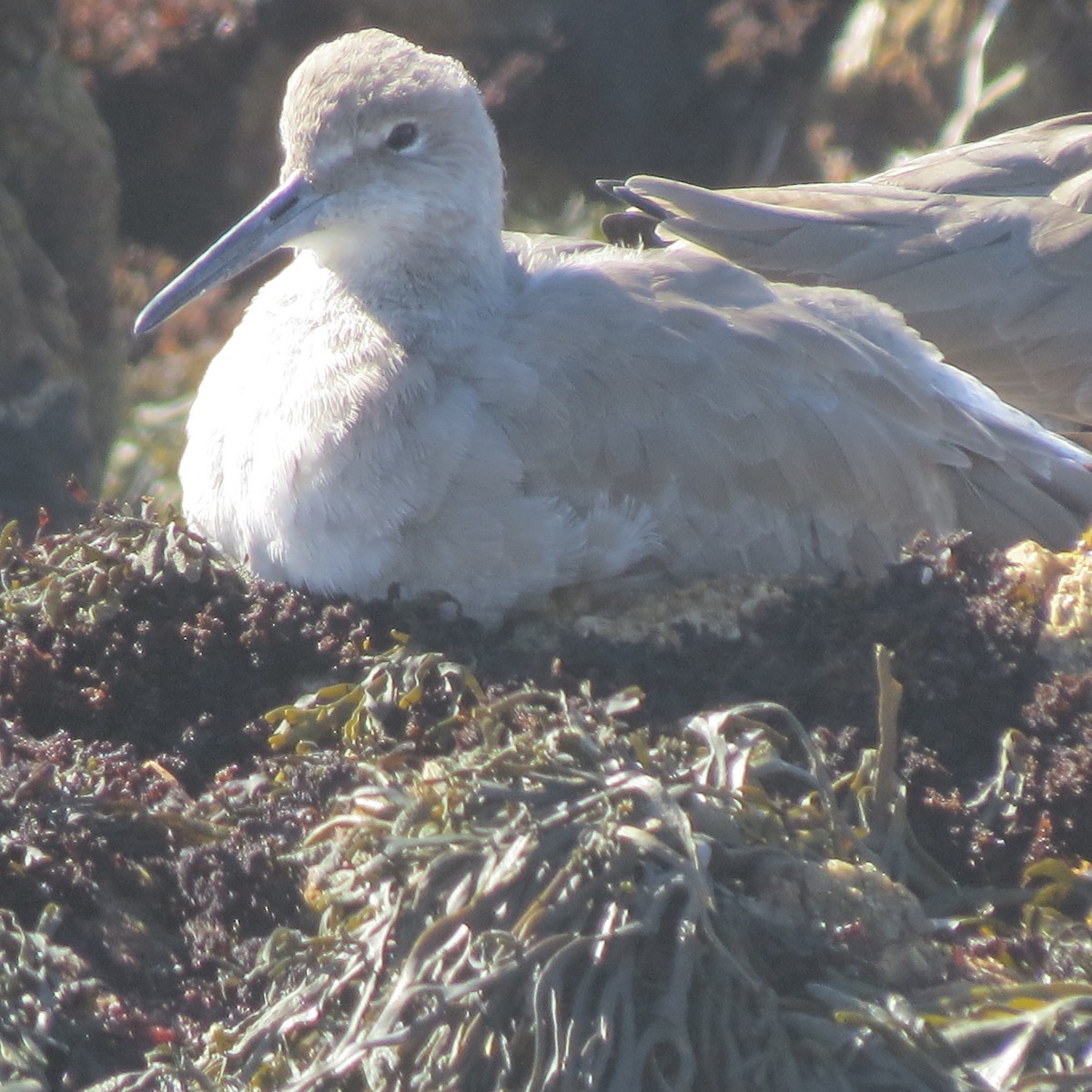 Willet - ML184382641