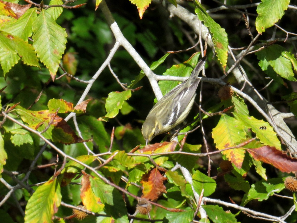 Blackburnian Warbler - ML184383041