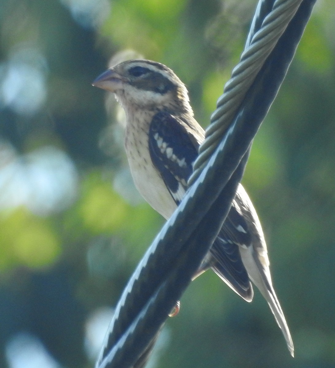 Rose-breasted Grosbeak - ML184385441