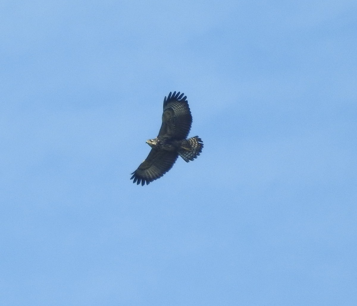 Common Black Hawk - ML184385541