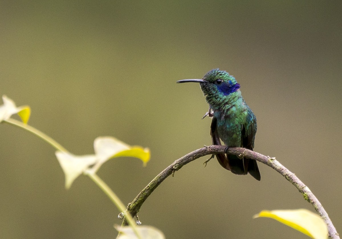 Berg-Veilchenohrkolibri - ML184385671