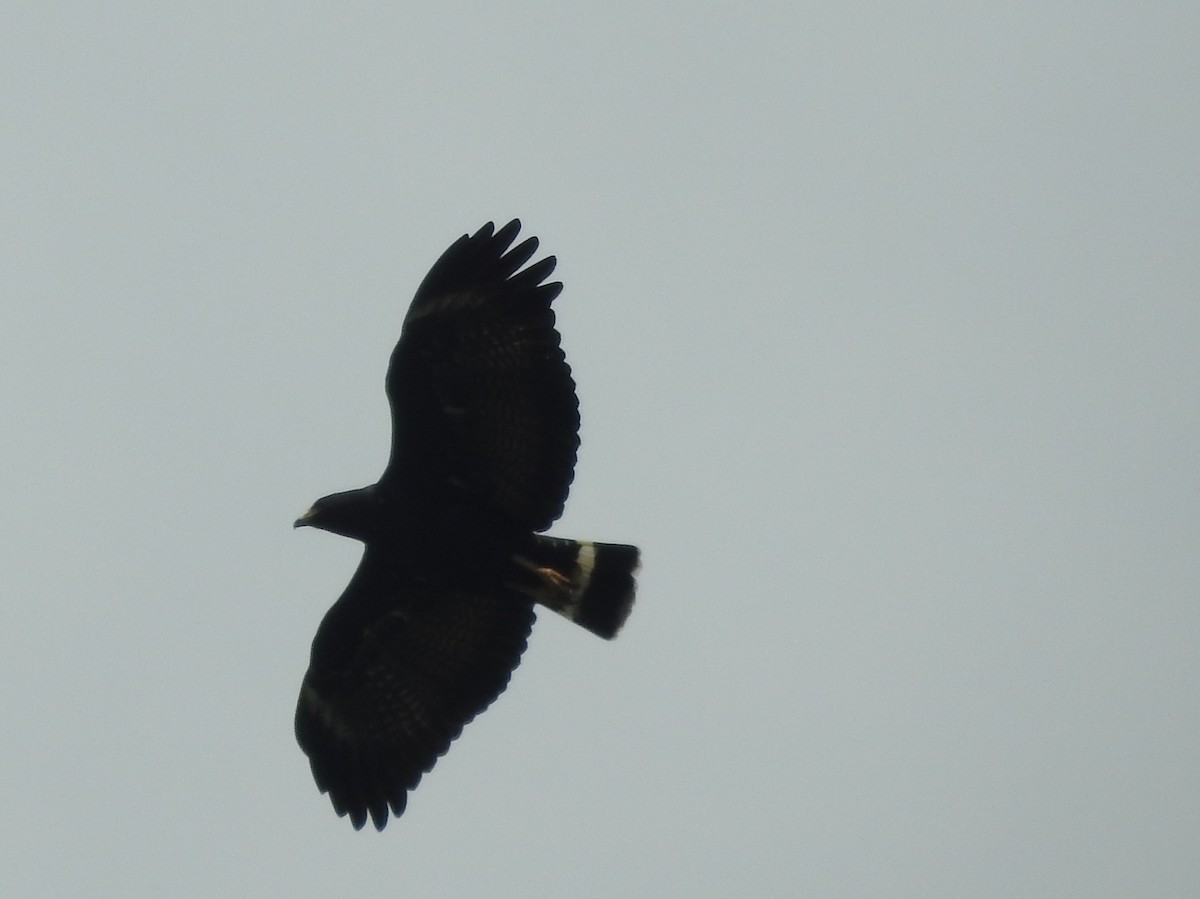 Common Black Hawk - Gillian Kirkwood