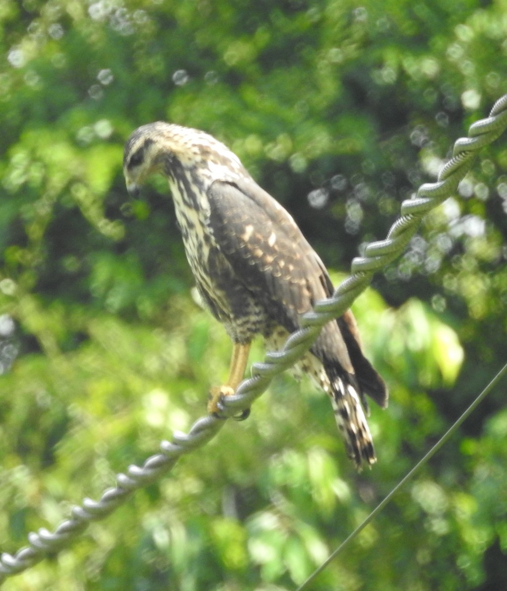 Common Black Hawk - Gillian Kirkwood