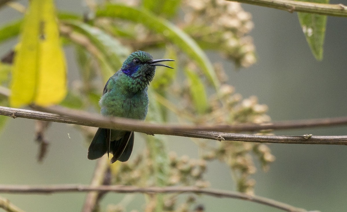 kolibřík modrouchý - ML184386171