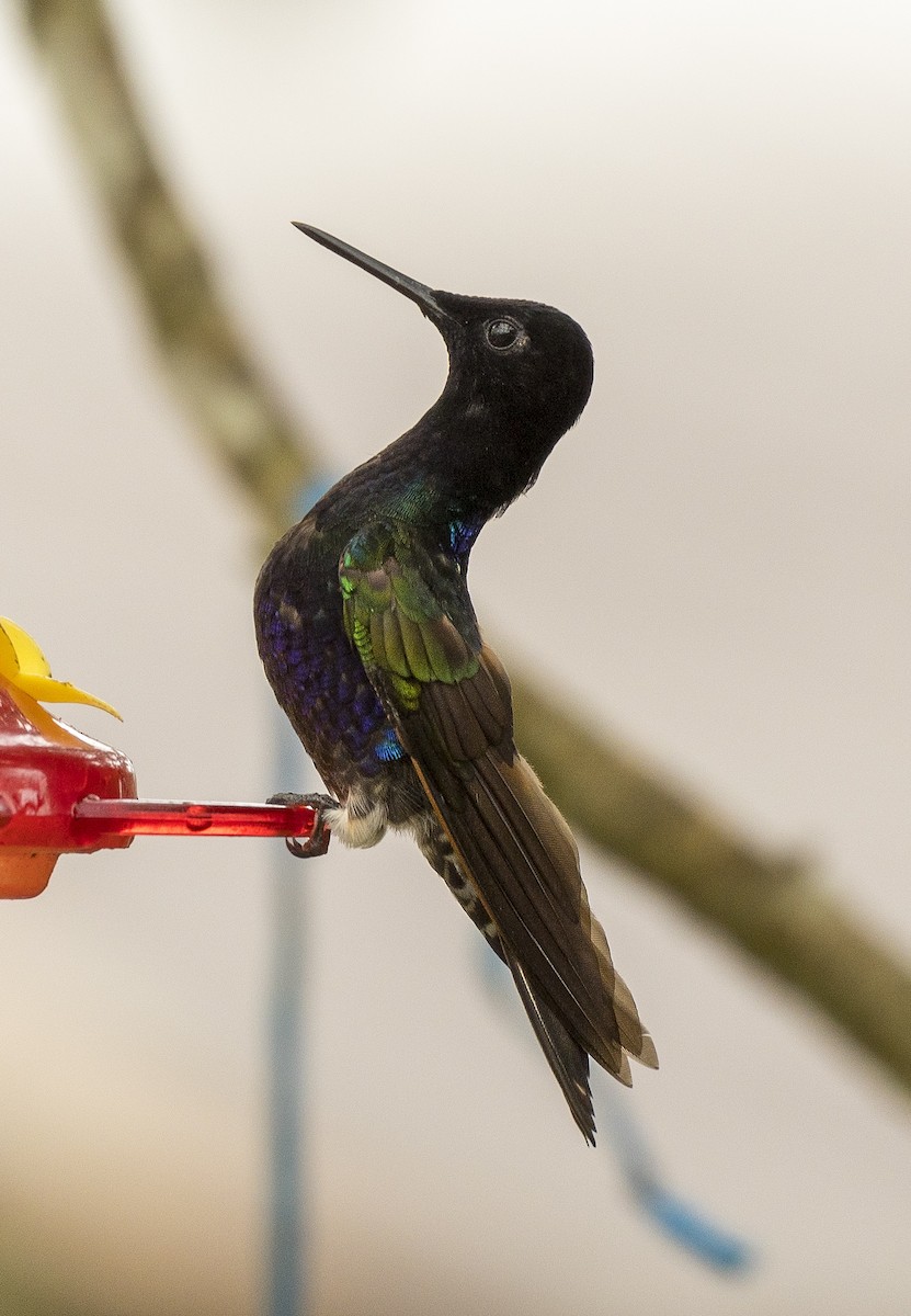 Velvet-purple Coronet - ML184386831