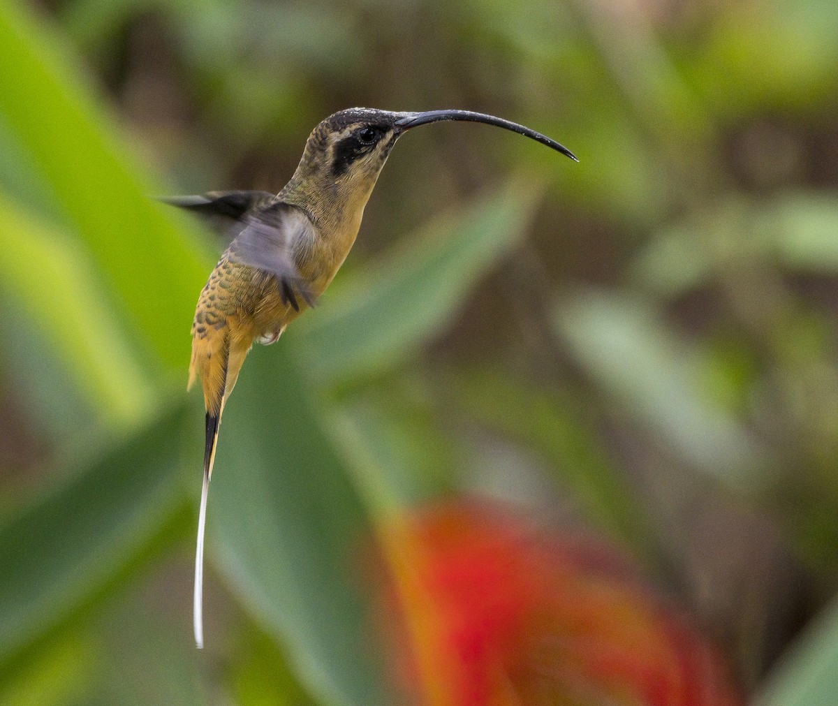 Tawny-bellied Hermit - ML184389141