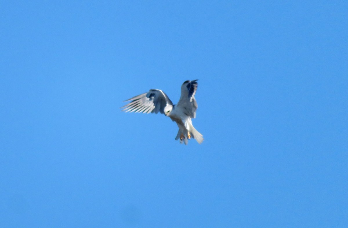 White-tailed Kite - ML184389281