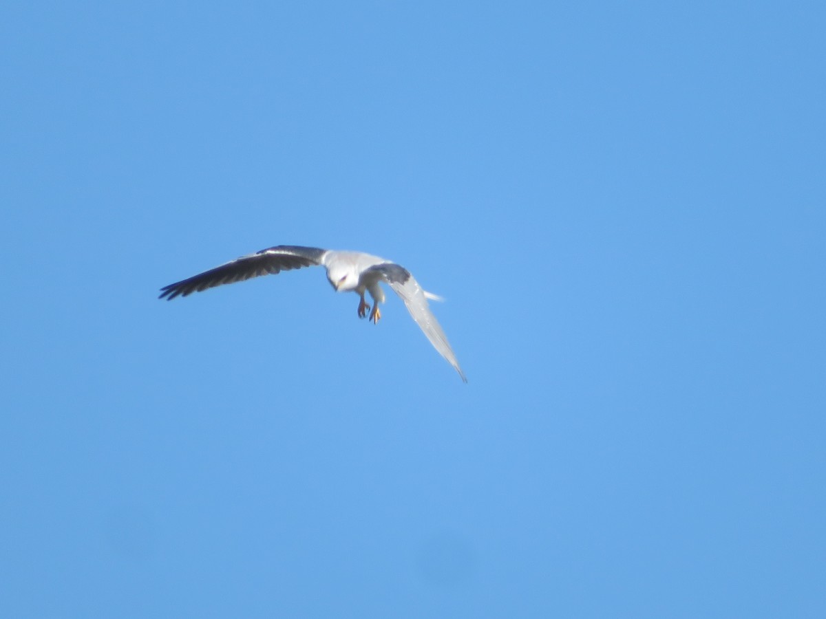 White-tailed Kite - ML184389321