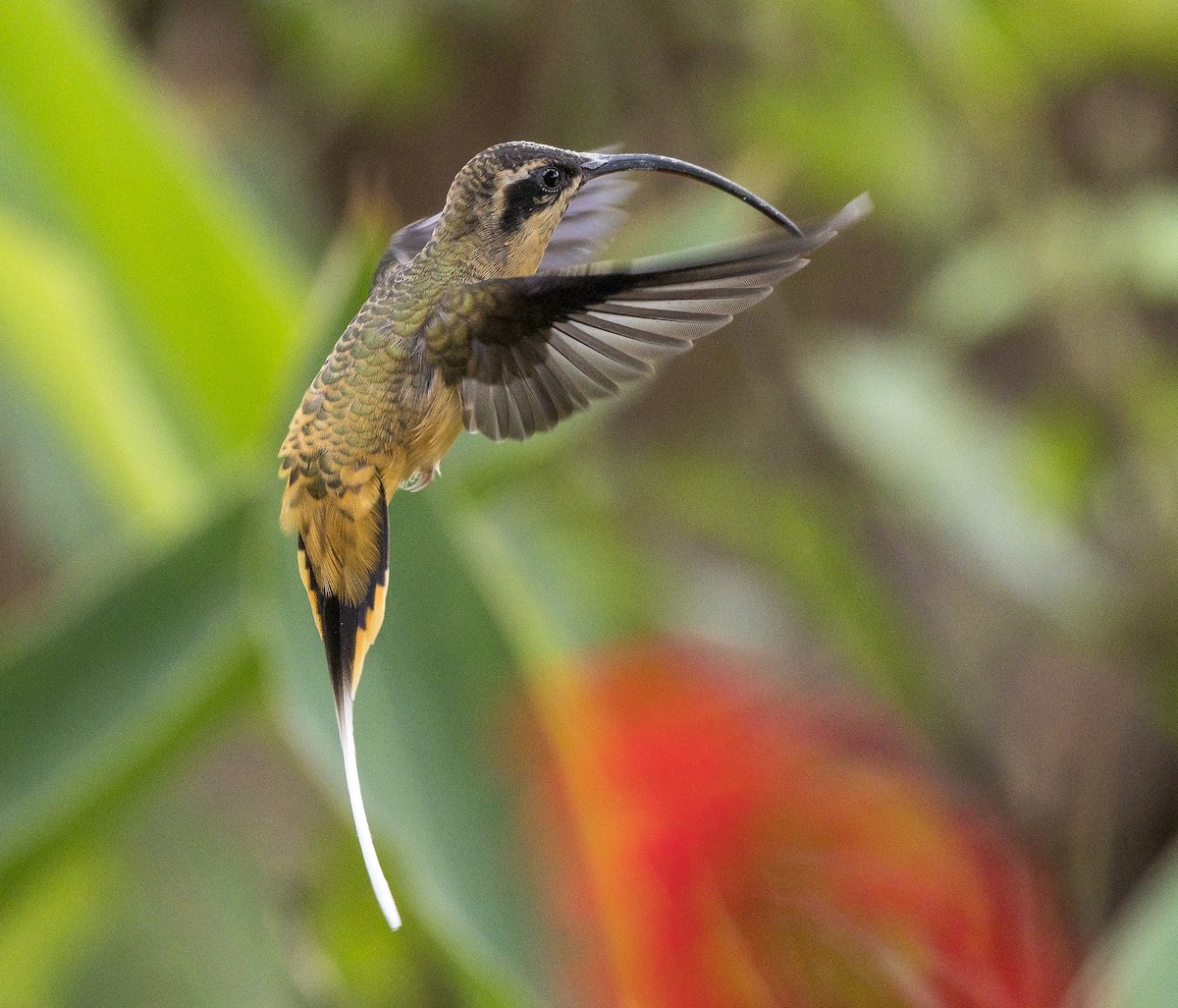 kolibřík dlouhoocasý - ML184389551