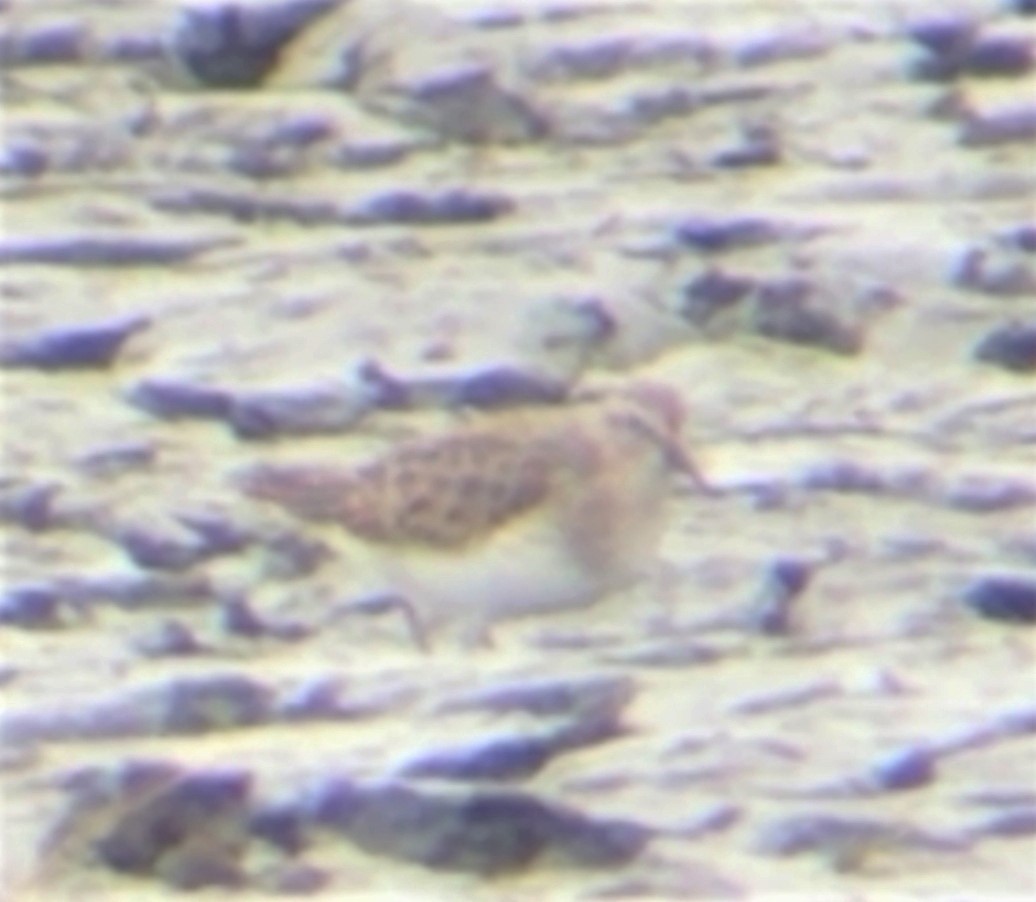 Sharp-tailed Sandpiper - ML184390011