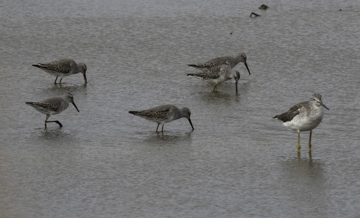 Stilt Sandpiper - Wendy Allen