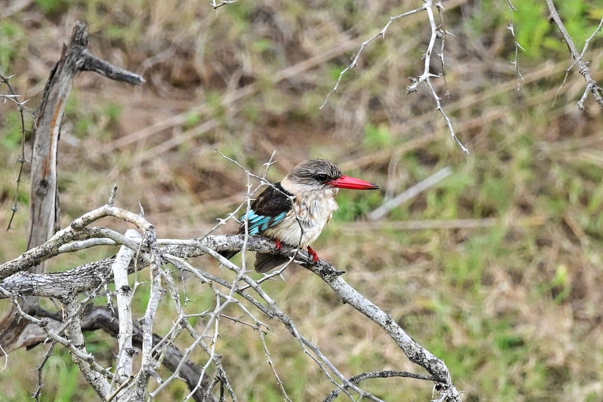 Brown-hooded Kingfisher - ML184391811