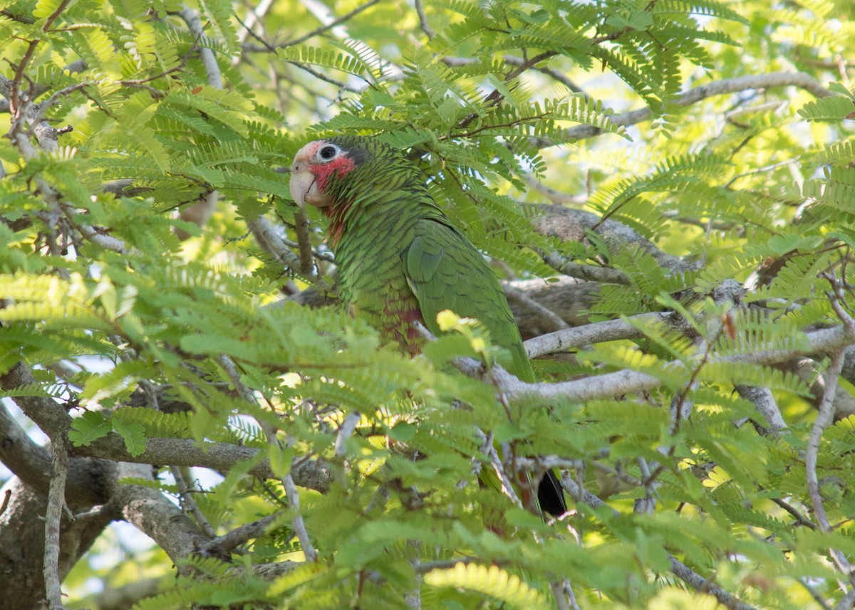 Cuban Parrot - ML184392401