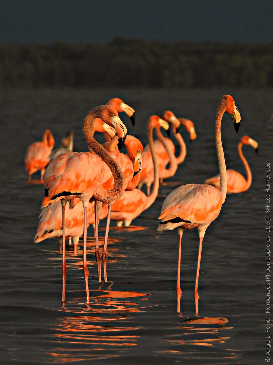 Amerika Flamingosu - ML184393121