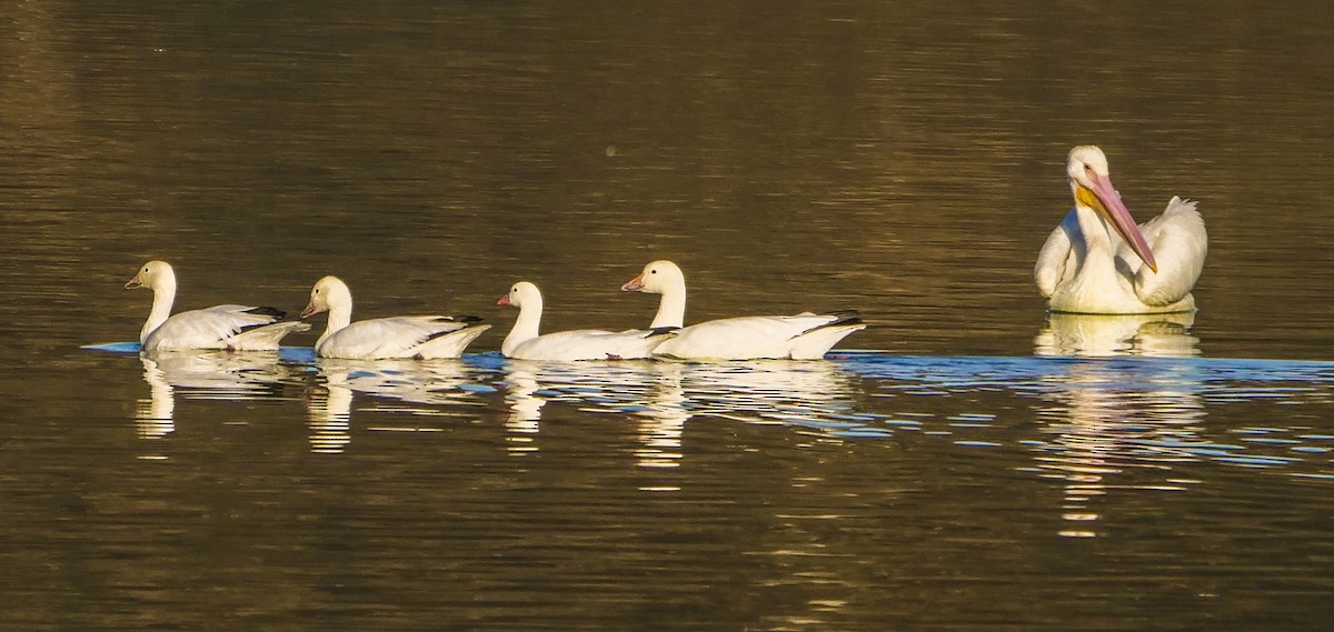 Ross's Goose - Ann Baldwin