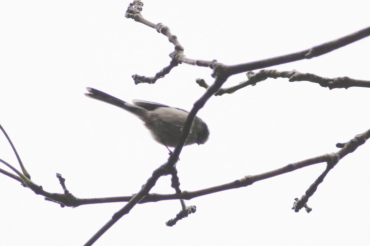 Long-tailed Tit - ML184395891