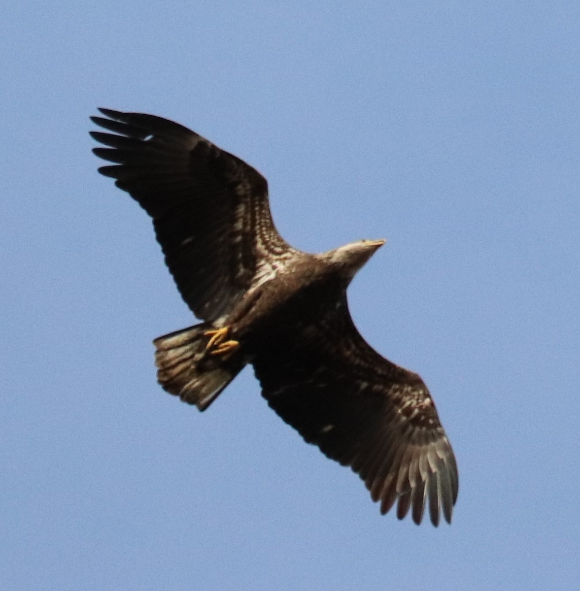 Bald Eagle - ML184395991