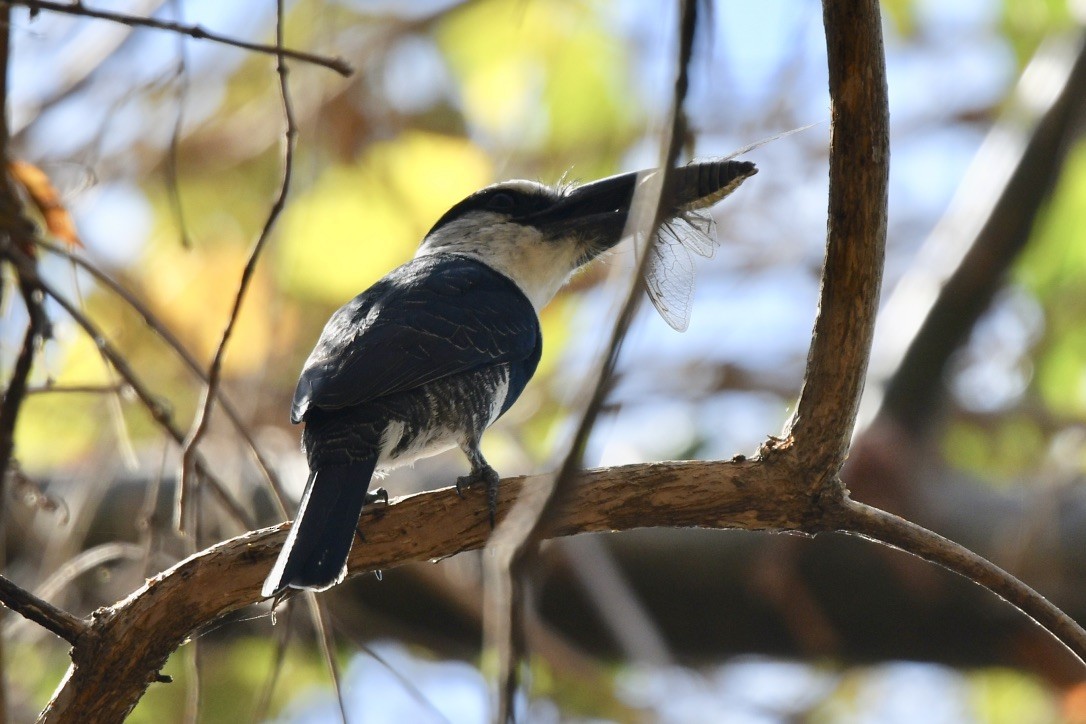 White-necked Puffbird - ML184397211