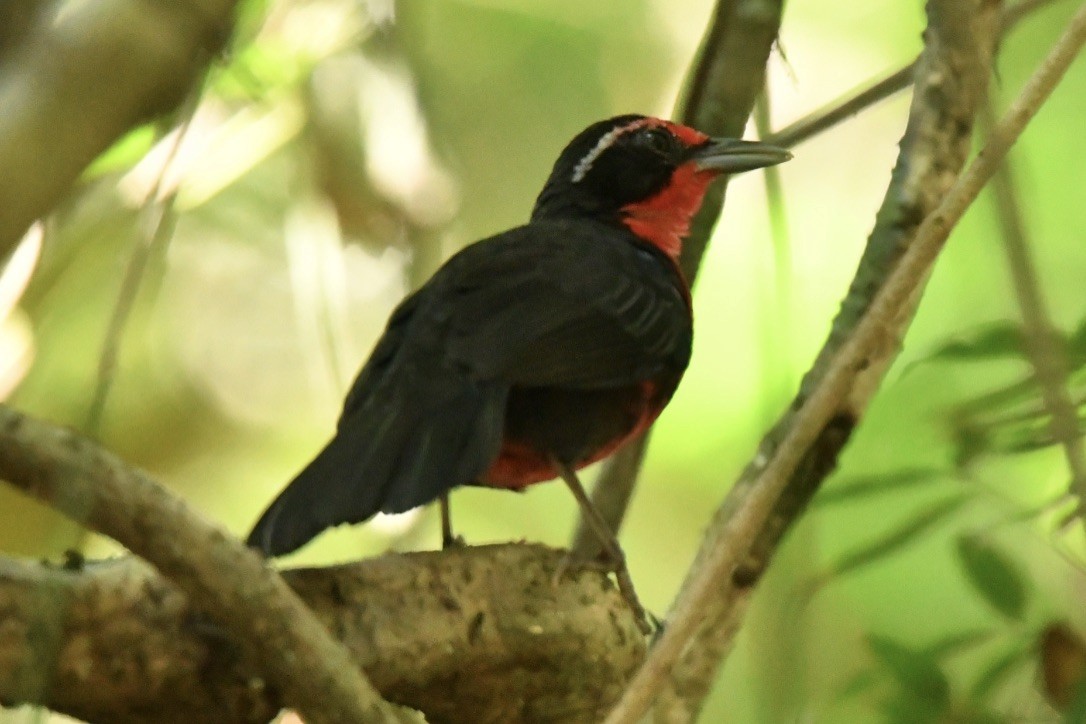 Rosy Thrush-Tanager - ML184397351