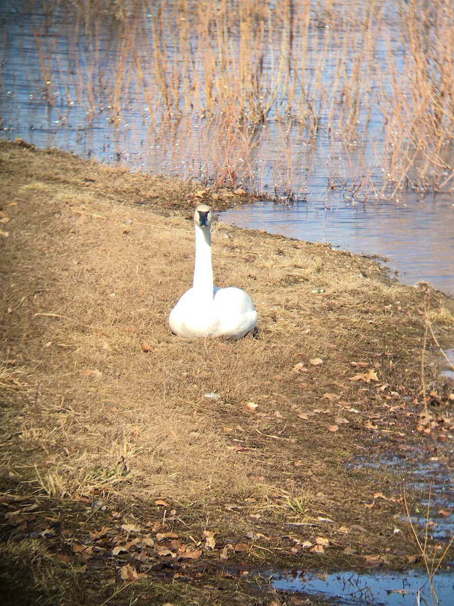 Trumpeter Swan - ML184397851