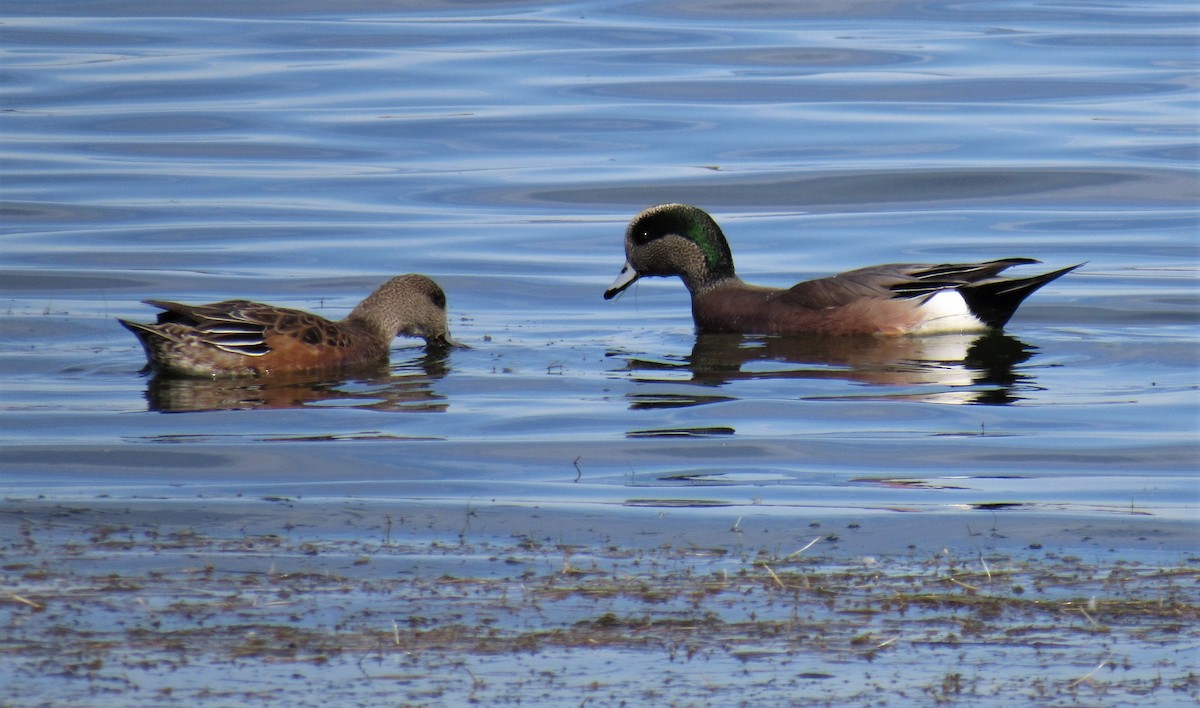 American Wigeon - ML184398081