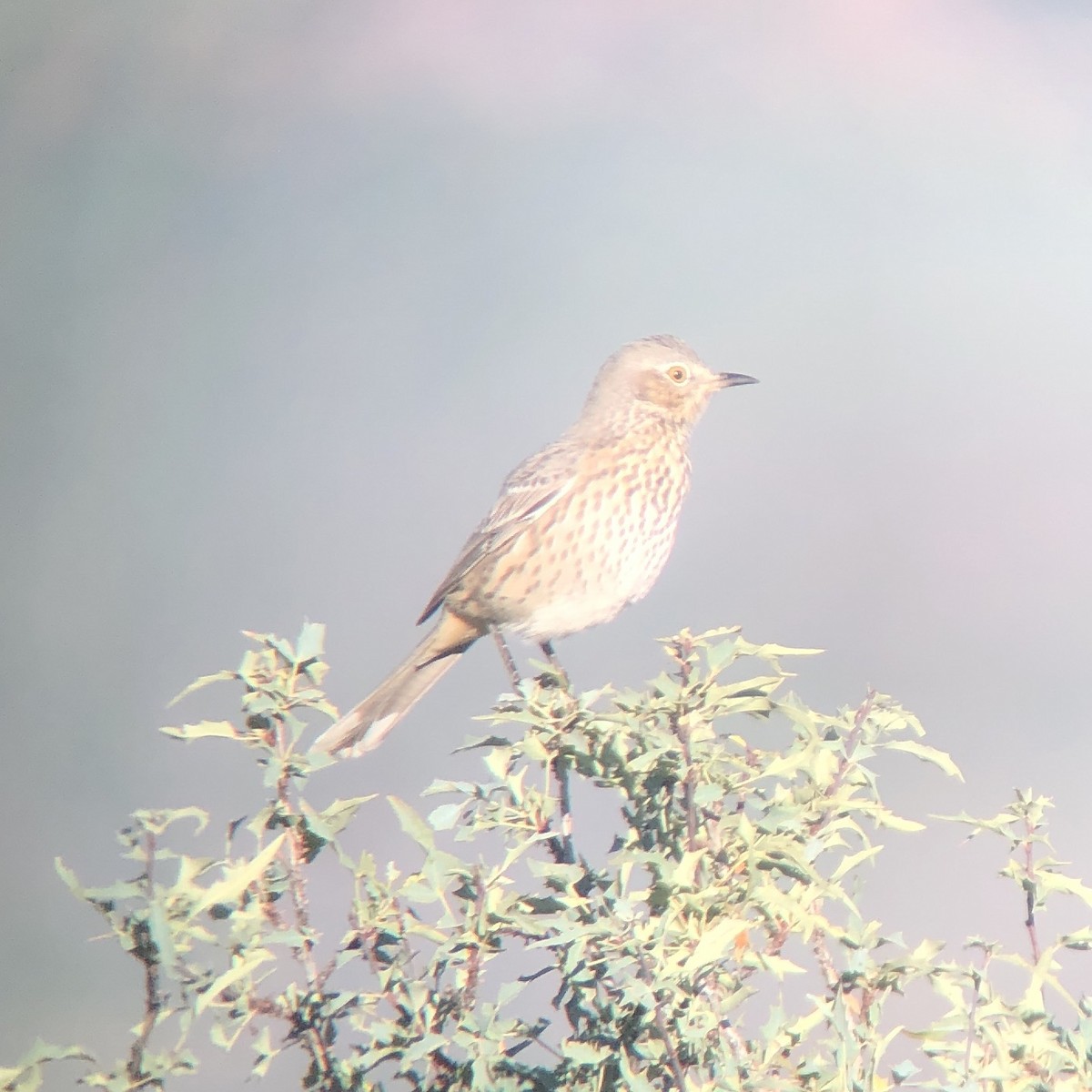 Sage Thrasher - Sochetra Ly