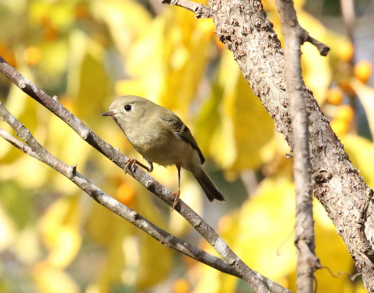 Ruby-crowned Kinglet - ML184398181