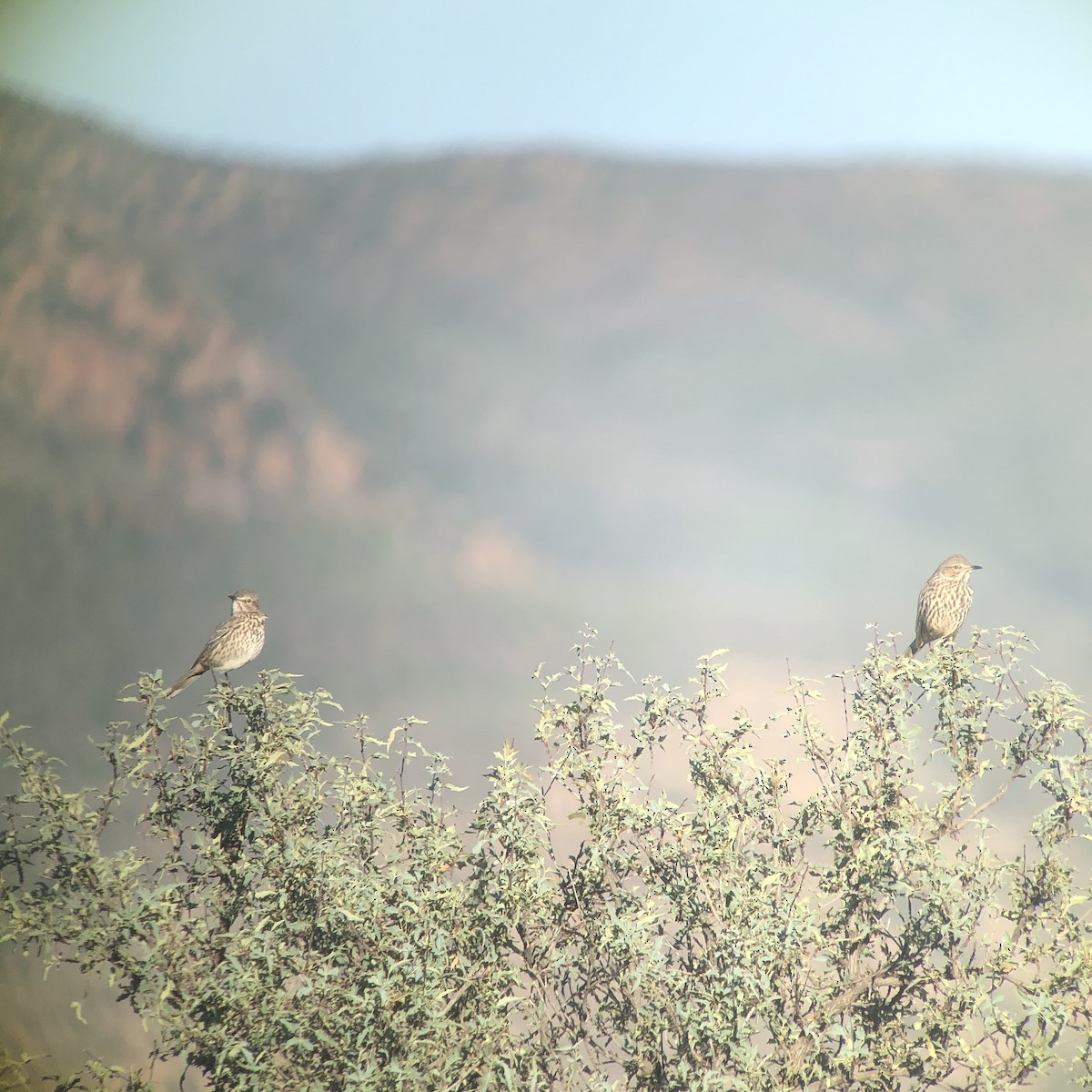 Sage Thrasher - Sochetra Ly