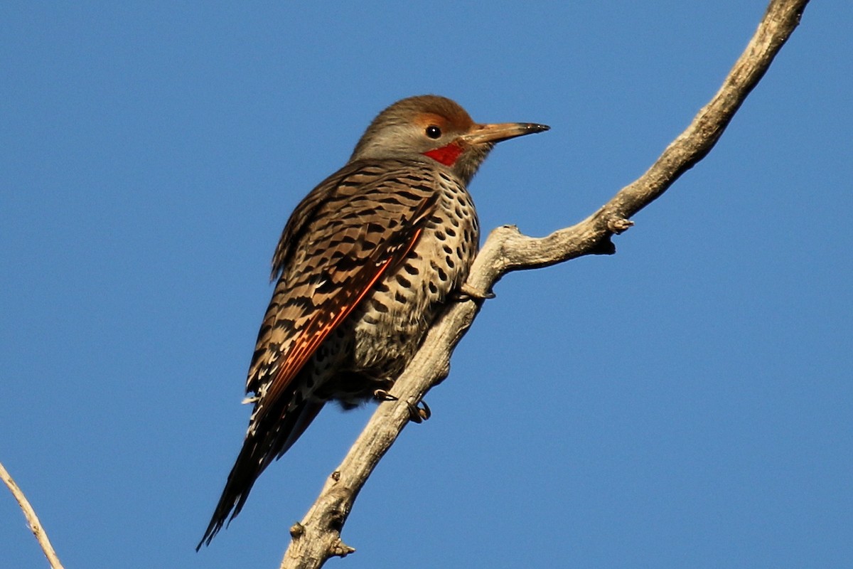 Northern Flicker (Red-shafted) - ML184400191
