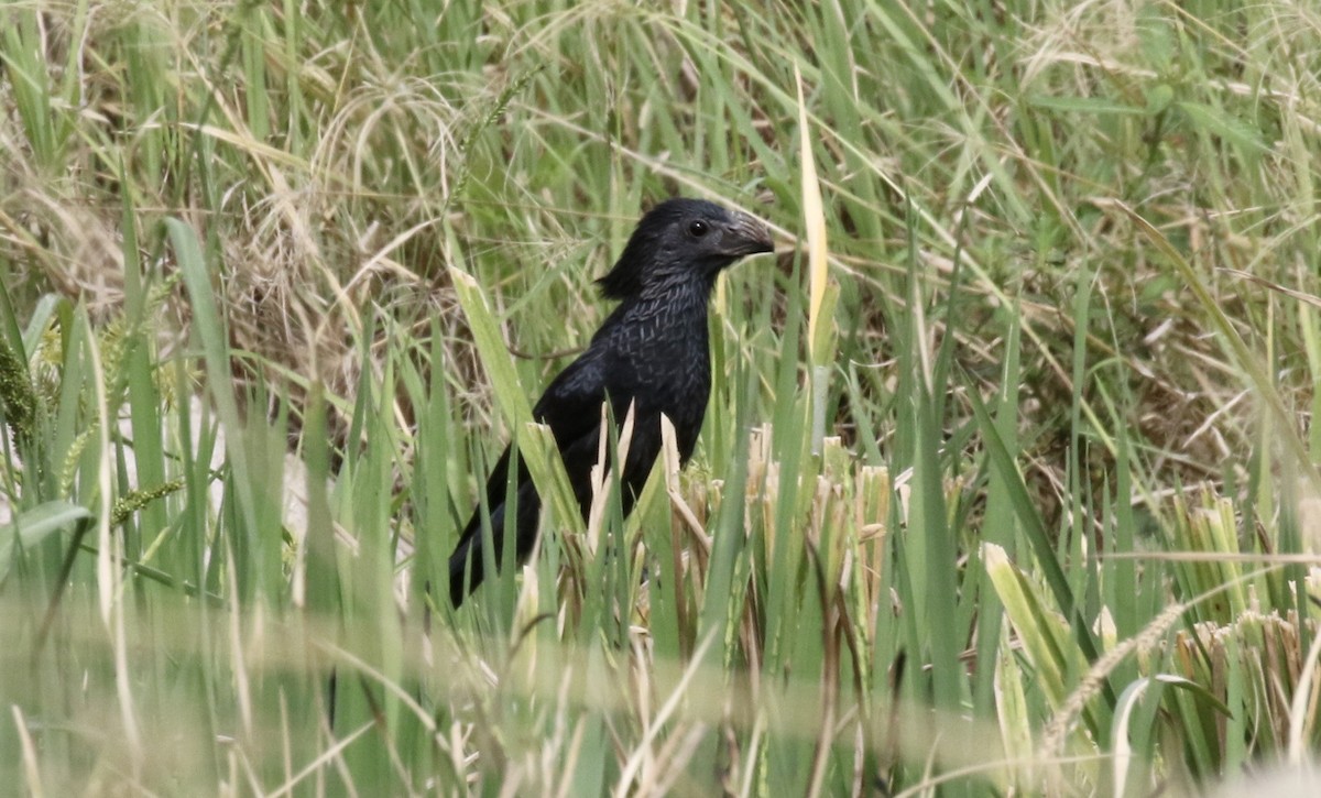 Groove-billed Ani - John Bruin