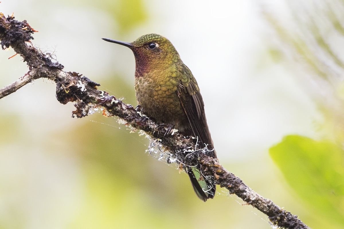 Neblina Metaltail - Peter Hawrylyshyn
