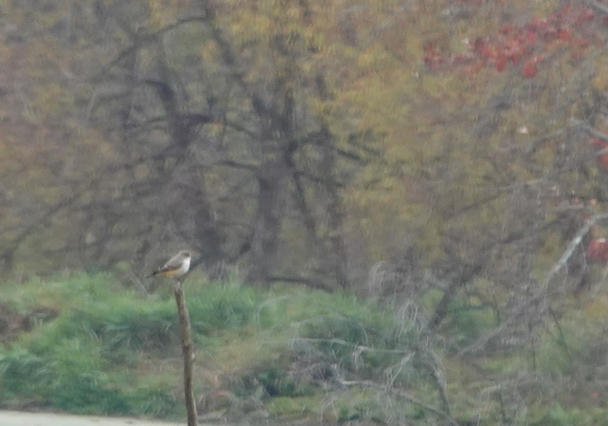 Vermilion Flycatcher - ML184402061