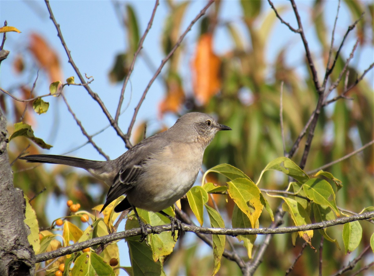 Northern Mockingbird - ML184405011