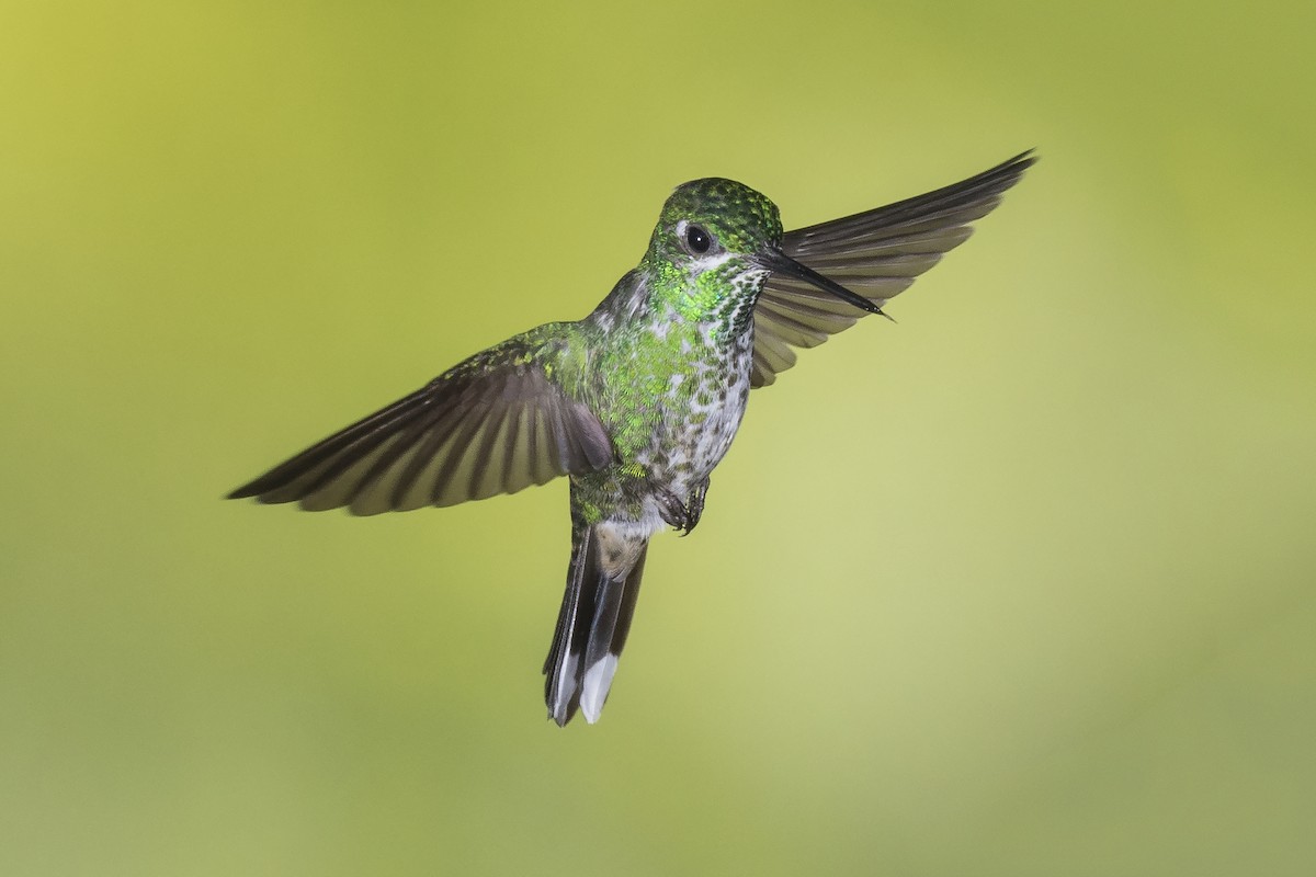 Rufous-vented Whitetip - ML184405121