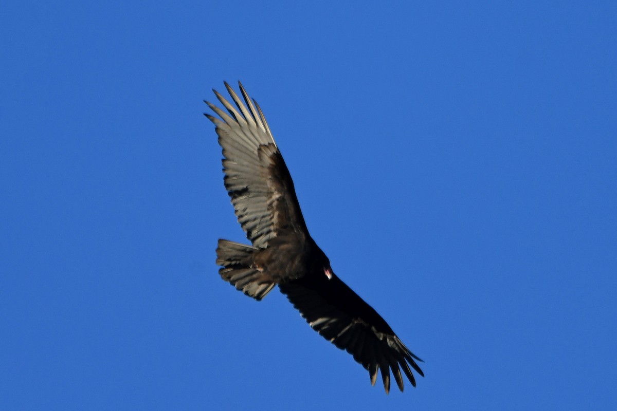 Turkey Vulture - ML184405781