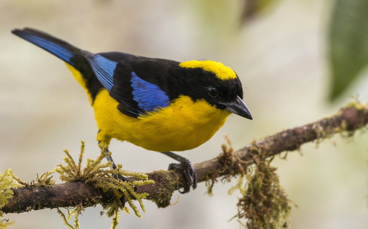 Blue-winged Mountain Tanager - ML184405851