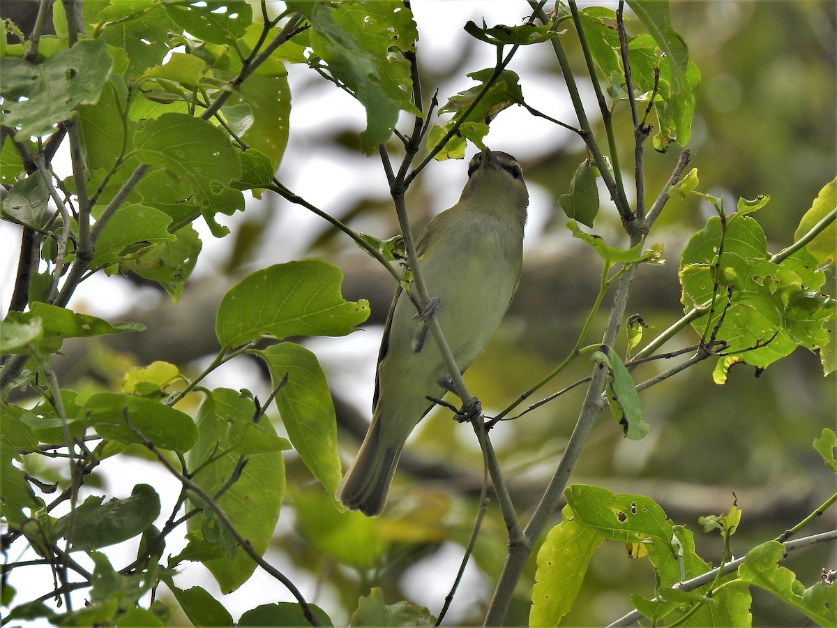 Vireo Chiví - ML184406491