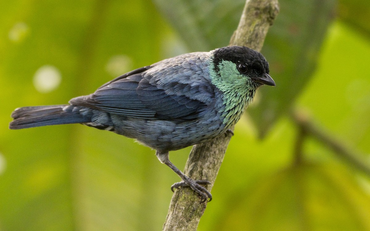 Black-capped Tanager - Ian Routley