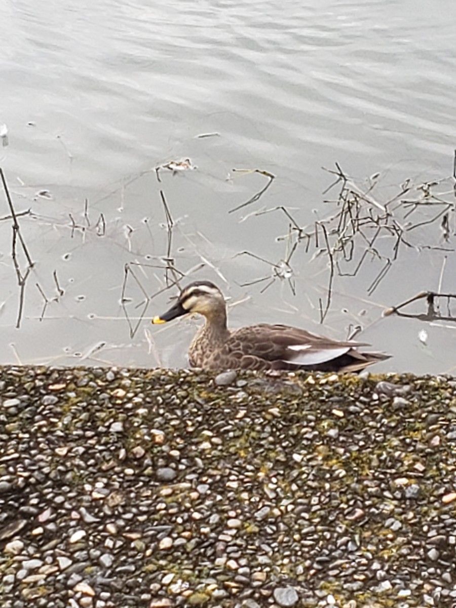 Eastern Spot-billed Duck - Janina Glovatchi
