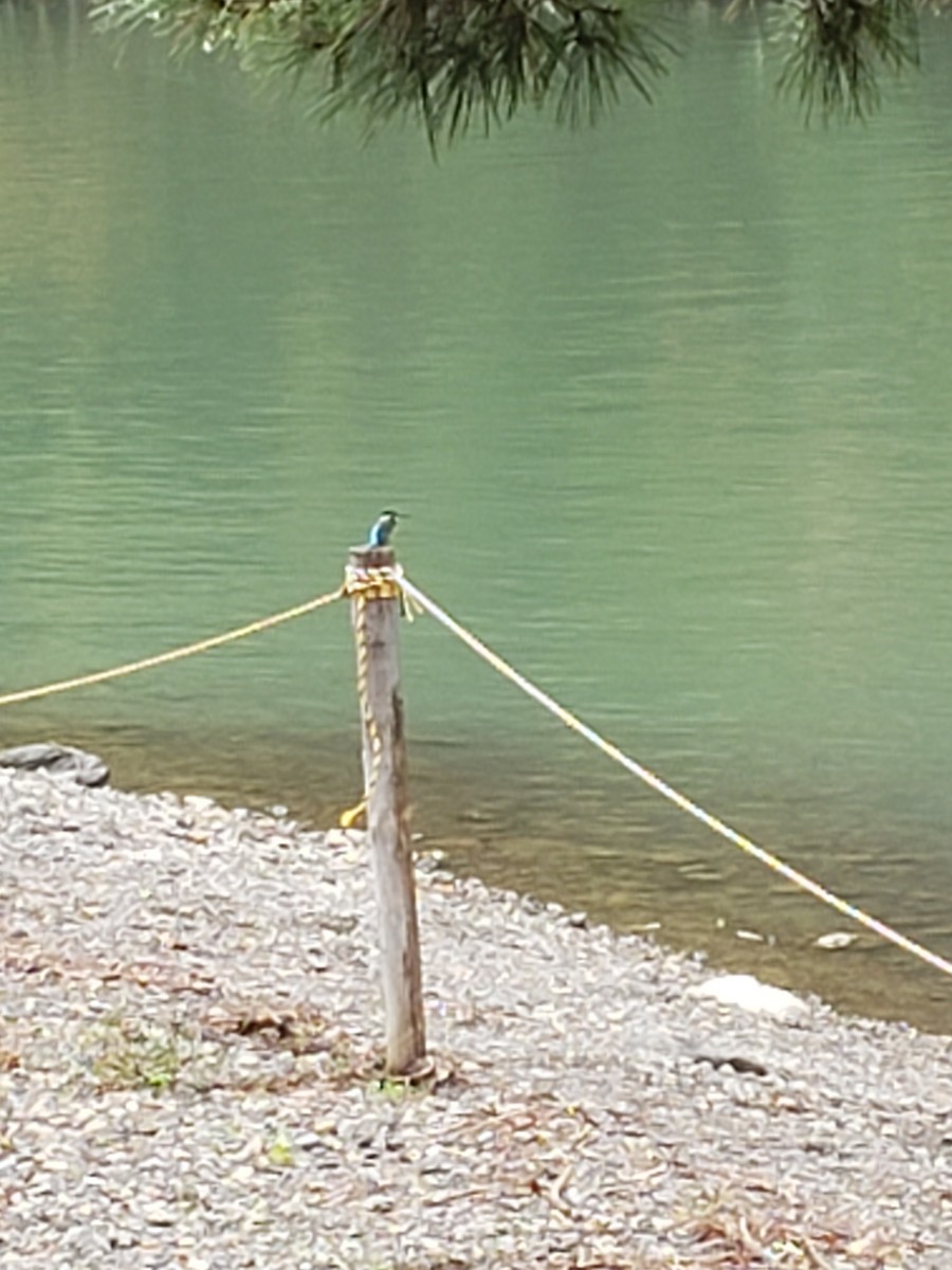 Common Kingfisher - ML184407261