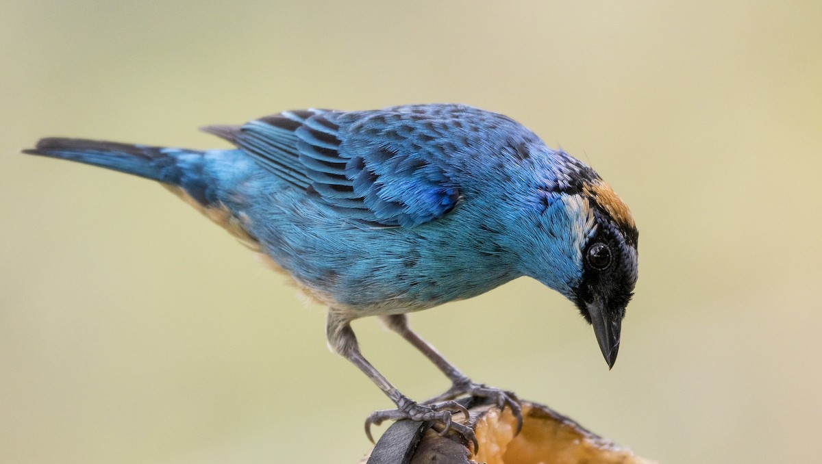 Golden-naped Tanager - ML184407551