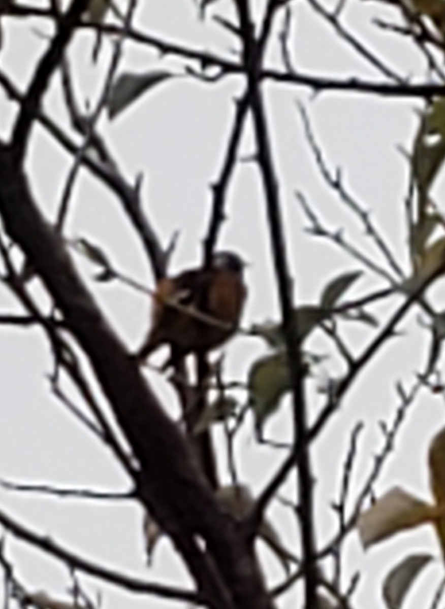 Daurian Redstart - Janina Glovatchi