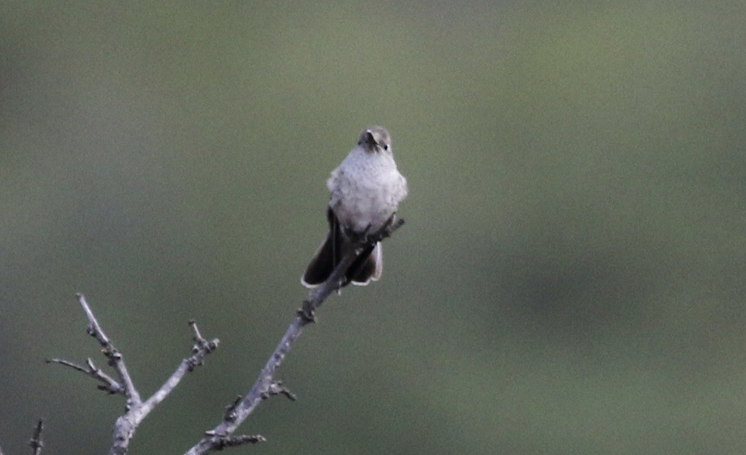 Spot-throated Hummingbird - ML184408171