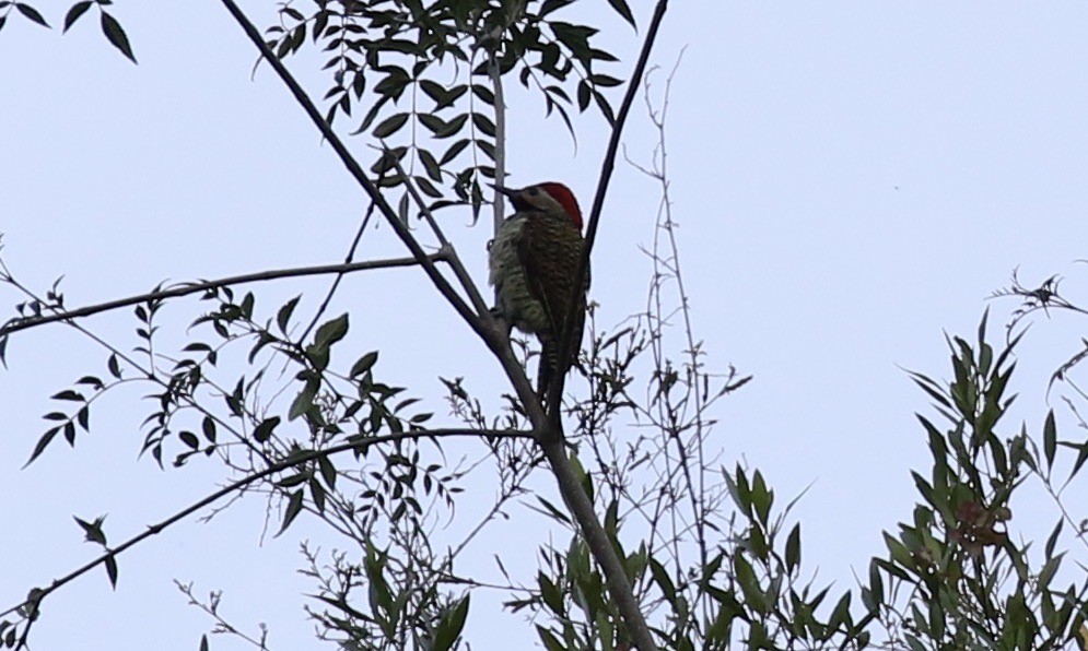 Black-necked Woodpecker - ML184408181