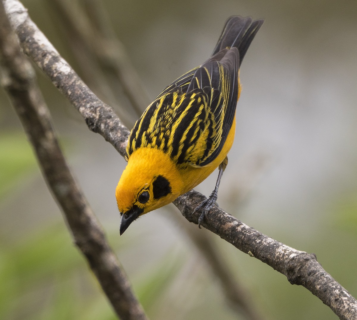 Golden Tanager - ML184408781