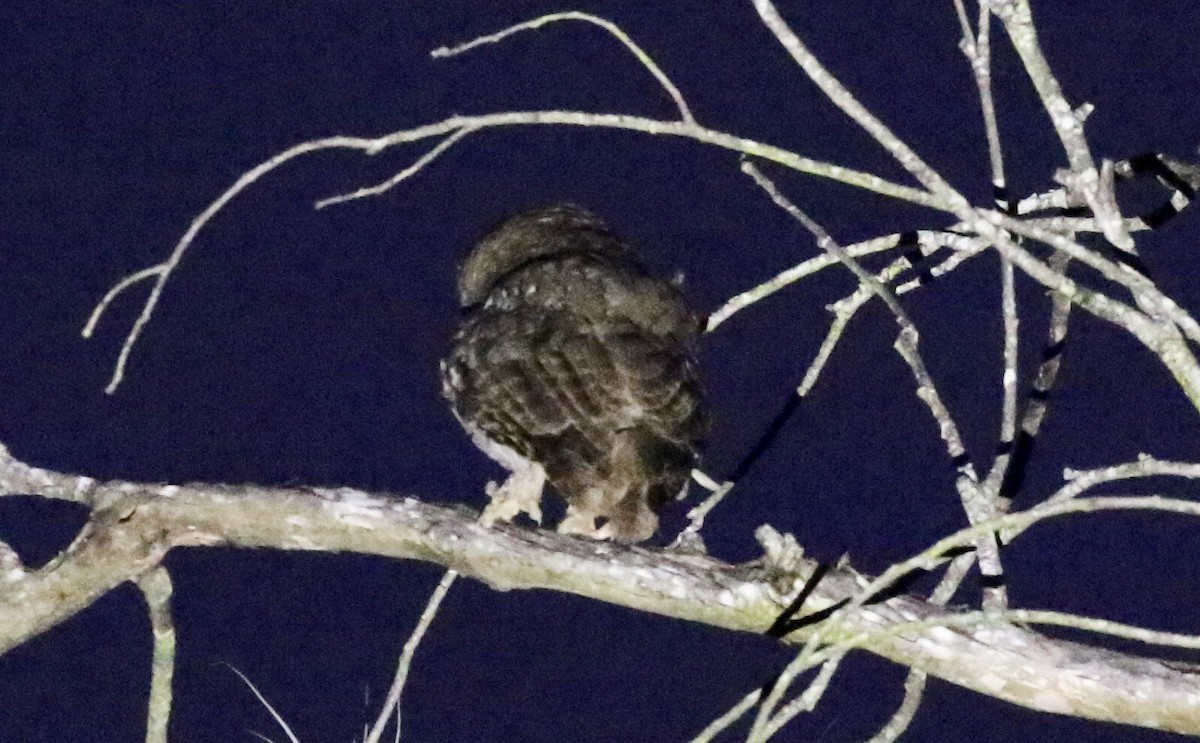 Koepcke's Screech-Owl - ML184409201