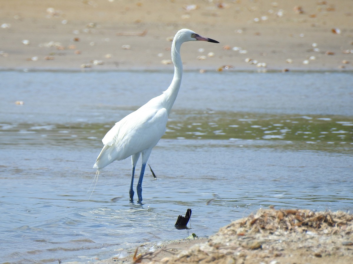 Reddish Egret - Jorge L. Peña