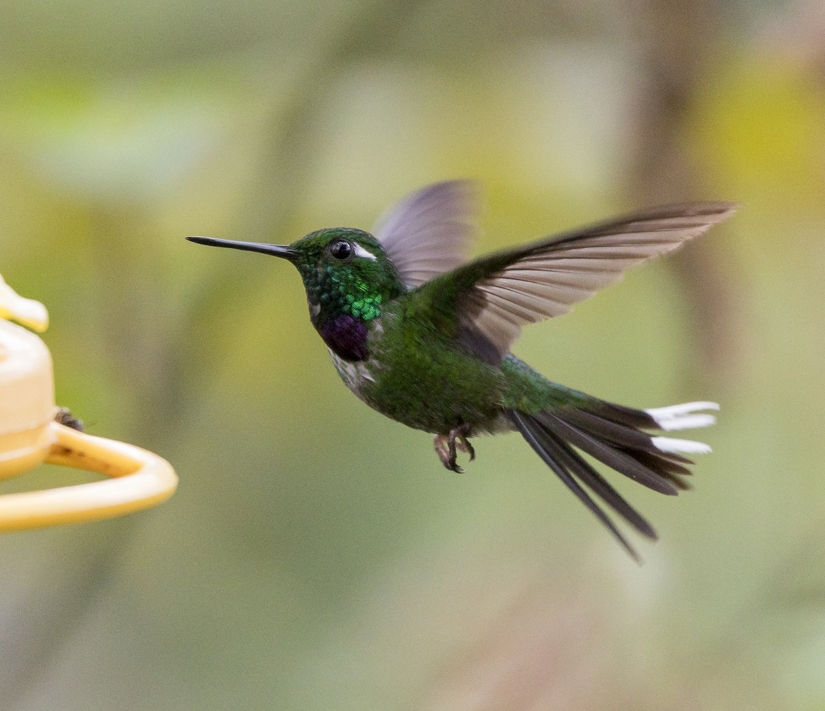 Purple-bibbed Whitetip - ML184410051