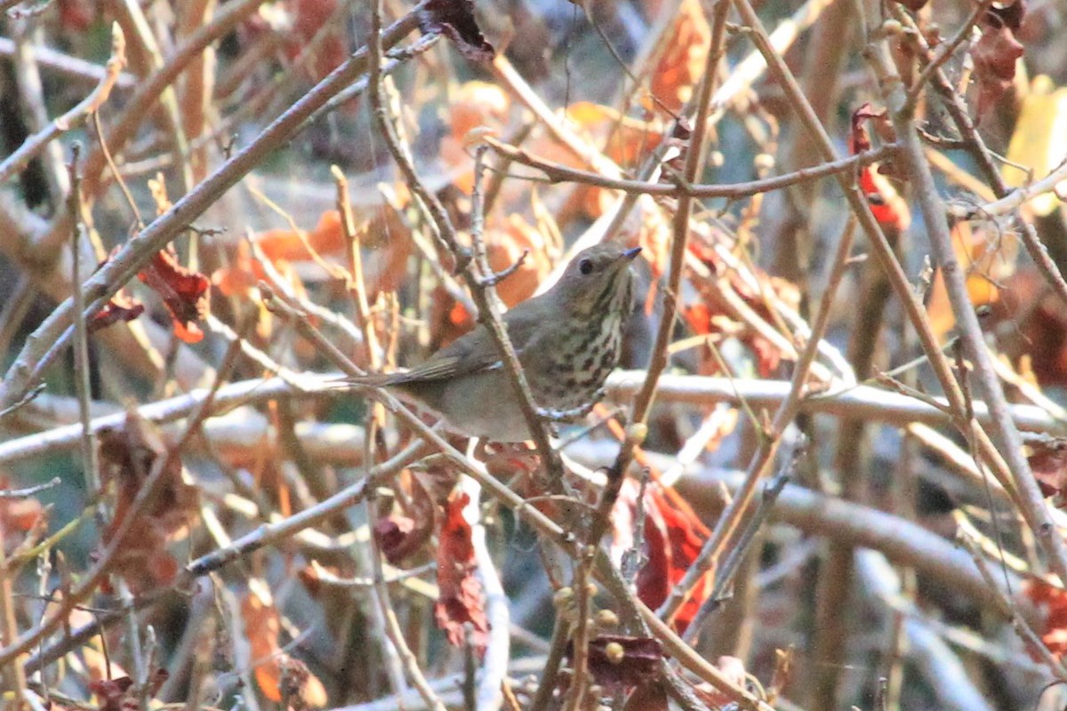 Hermit Thrush - ML184410131