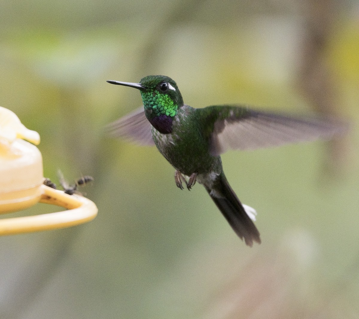 Purple-bibbed Whitetip - ML184410201